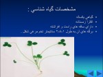 دانلود پروژه پاورپوینت شبدر ایرانی با 19 اسلاید برای رشته کشاورزی-1